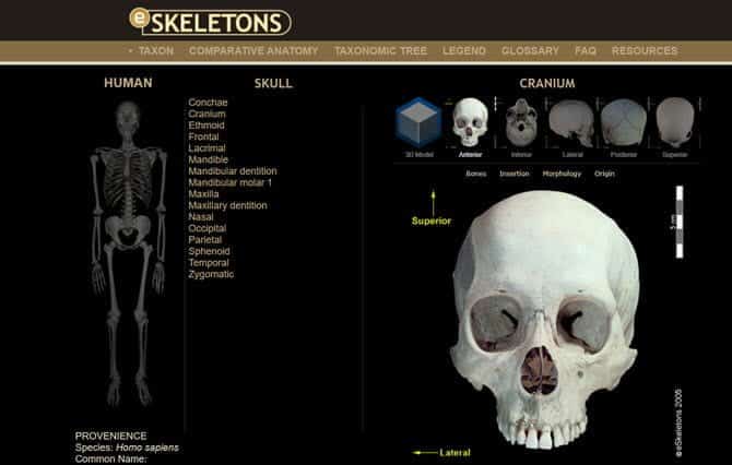 eSkeletons