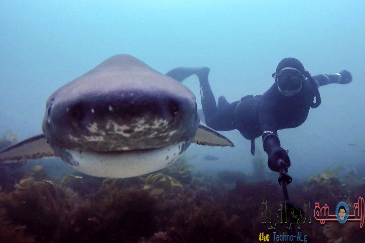 السلفي اكثر فتكا و يقتل اكثر من سمك القرش الابيص - مقالات