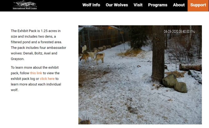 أفضل مواقع الويب التي تُوفر بثًا في الوقت الحقيقي لحياة الحيوانات البرية واللطيفة - مواقع