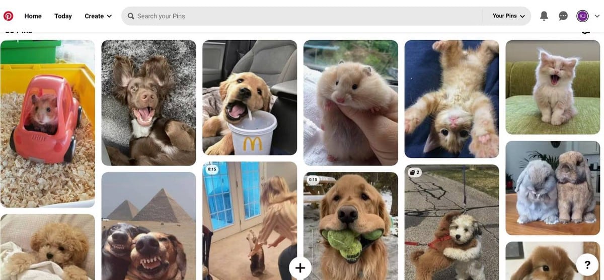 أفضل مواقع الويب لمُشاهدة مقاطع فيديو مُضحكة للحيوانات الأليفة - مواقع