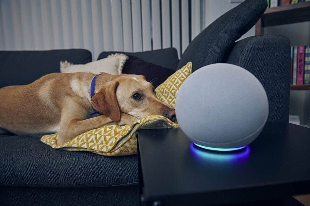 أفضل ميزات ومهارات Alexa لجعل كلبك هادئًا وأكثر استرخاءًا - شروحات